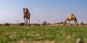 الإبل في فياض غرب رفحاء.. لوحة جمالية تجمع الطبيعة والتراث - تدوينة الإخباري