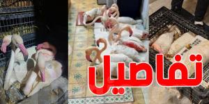 عاجل : إحباط محاولة تهريب طيور ''flamant rose '' إلى خارج تونس - تدوينة الإخباري