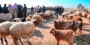 مربو مواشي يستهجنون سماح وزارة الزراعة باستيراد (120) ألف رأس من الأغنام السورية ويحذّرون من الاوبئة #عاجل - تدوينة الإخباري