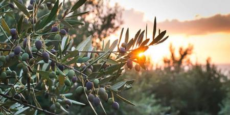 تصنع من أشجاره تحف ومجسمات وأثاث.. الزيتون ماركة مسجلة في بيوت الفلسطينيين - تدوينة الإخباري