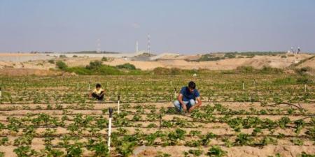 (فاو): الحرب الإسرائيلية على غزة تدمر 75% من الزراعة ومياه الري - تدوينة الإخباري