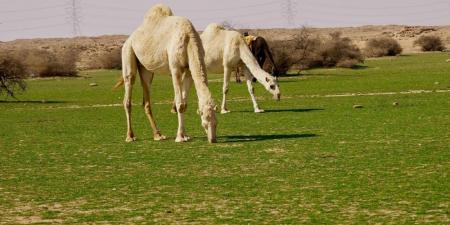 الإبل في فياض غرب رفحاء.. لوحة جمالية تجمع الطبيعة والتراث - تدوينة الإخباري