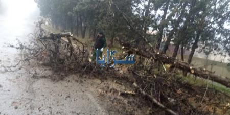 بالفيديو .. سقوط شجرة حرجية على الشارع العام في الشوبك - تدوينة الإخباري