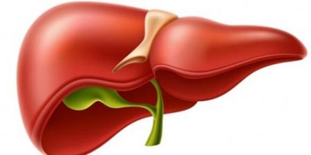 دراسة تكشف تأثير الكحول على الكبد - تدوينة الإخباري