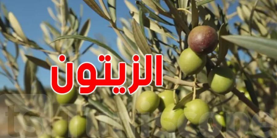 إرتفاع عائدات صادرات زيت الزيتون - تدوينة الإخباري