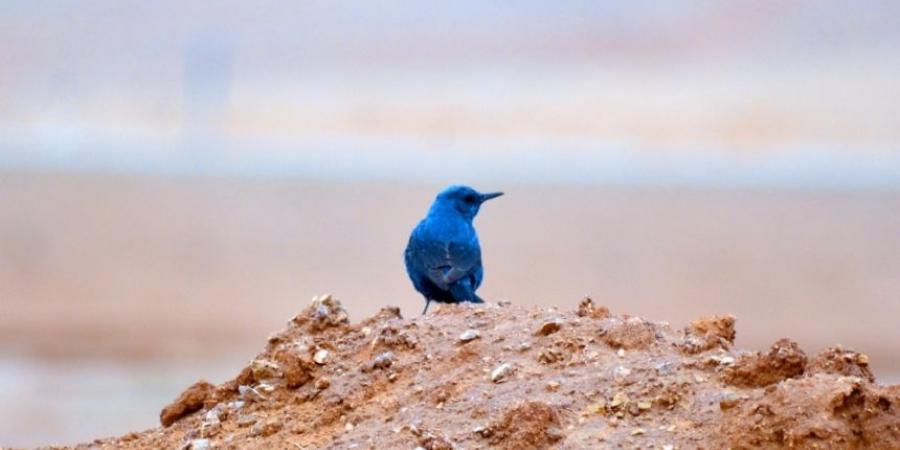 موسم الهجرة.. رصد طائر "سمنة الصخور الزرقاء" في الحدود الشمالية - تدوينة الإخباري