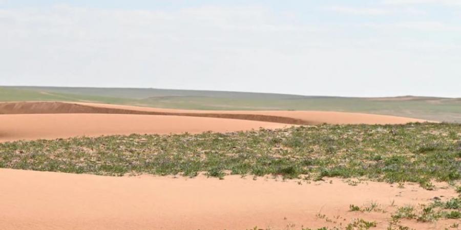 محمية الإمام تركي بن عبدالله الملكية تحظر أنشطة الصيد الجائر ضمن نطاقها - تدوينة الإخباري