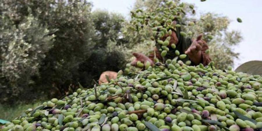 قفصة: إعطاء إشارة انطلاق موسم جني الزيتون - تدوينة الإخباري