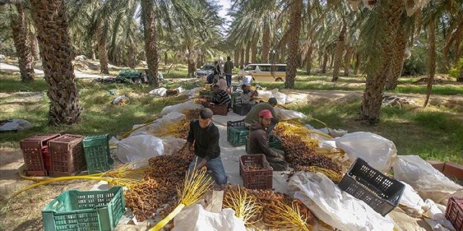 إنطلاق موسم جني التّمور بالجنوب التونسي - تدوينة الإخباري