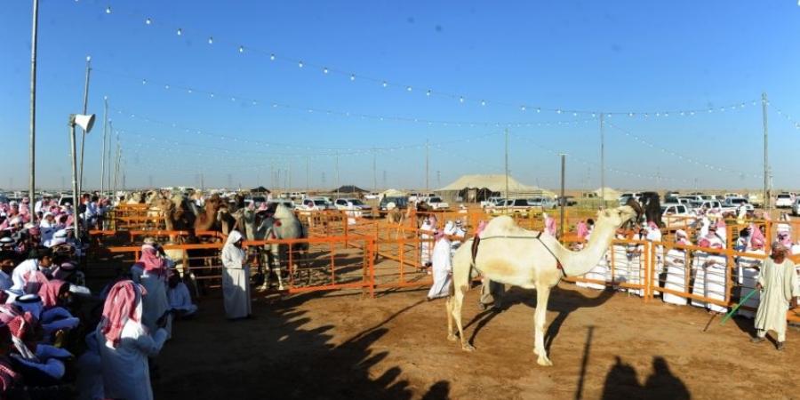 صور| انطلاق مهرجان مزاد الإبل في نجران 2024 - تدوينة الإخباري