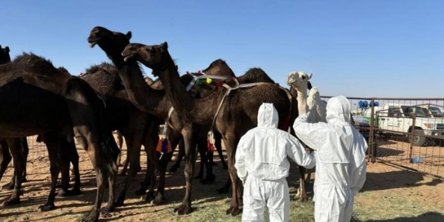 "وقاء نجران" يُشارك في "مزاد الإبل" - تدوينة الإخباري