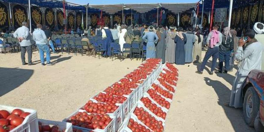 انطلاق مهرجان الطماطم الأول في محافظة الأقصر «فيديو» - تدوينة الإخباري