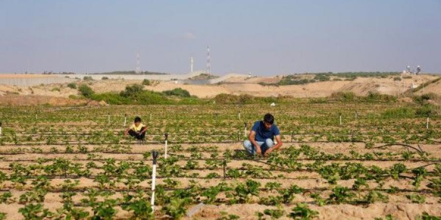 (فاو): الحرب الإسرائيلية على غزة تدمر 75% من الزراعة ومياه الري - تدوينة الإخباري