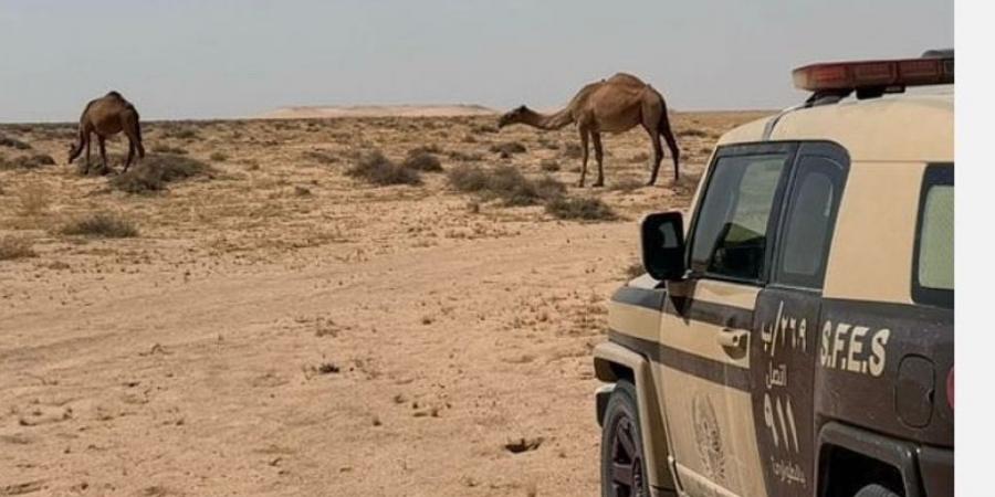 ضبط مواطن لارتكابه مخالفة الرعي في محمية الملك عبد العزيز - تدوينة الإخباري