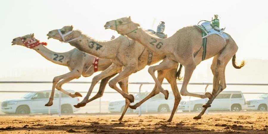 طويق.. أول مطية عمانية تتوَّج بكأس في مهرجان خادم الحرمين الشريفين للهجن - تدوينة الإخباري