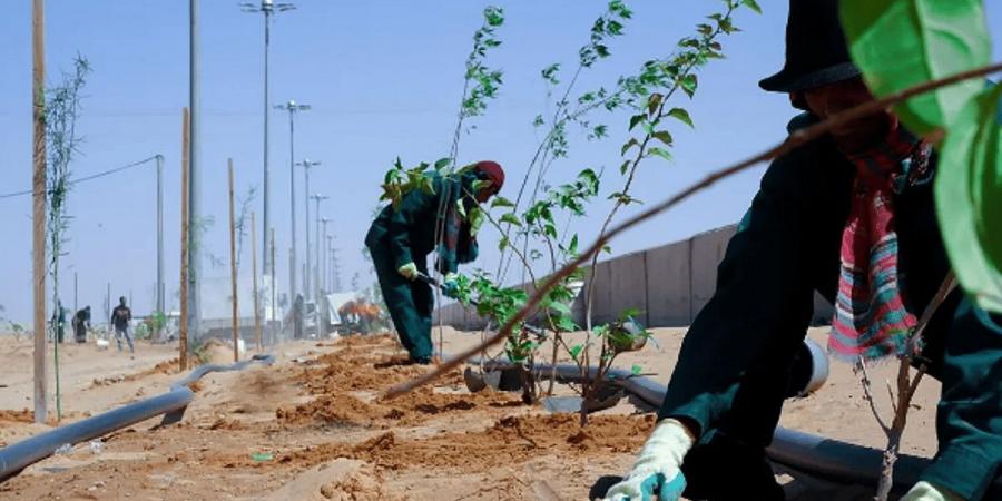 أمانة الطائف تنفذ 136 مبادرة تطوعية لتنمية الغطاء النباتي - تدوينة الإخباري