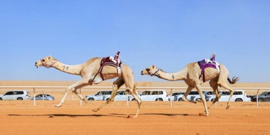 تحت رعاية المليك.. مهرجان خادم الحرمين للهجن يختتم الأربعاء - تدوينة الإخباري