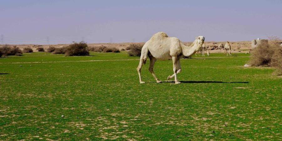 الإبل في فياض غرب رفحاء.. لوحة جمالية تجمع الطبيعة والتراث - تدوينة الإخباري