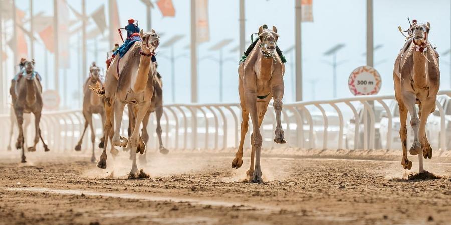 ارتفاع أعداد المشاركين في مهرجان خادم الحرمين الشريفين للهجن 2025 - تدوينة الإخباري