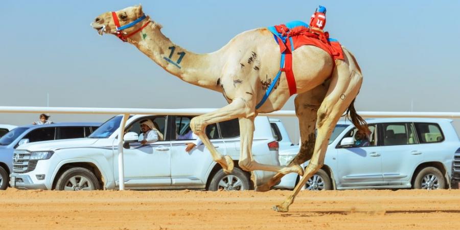 أكثر من 33 مليون مشاهد لمهرجان خادم الحرمين الشريفين  - تدوينة الإخباري