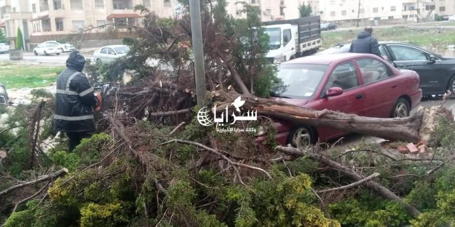 بالصور .. سقوط شجرة على عدد من المركبات في إربد - تدوينة الإخباري