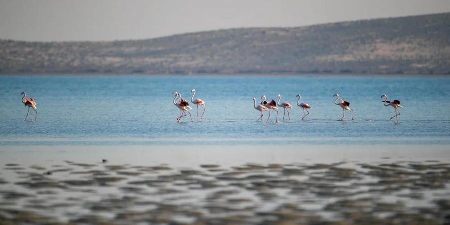 تسجيل 10 آلاف طائر مائي في محمية جزر فرسان - تدوينة الإخباري