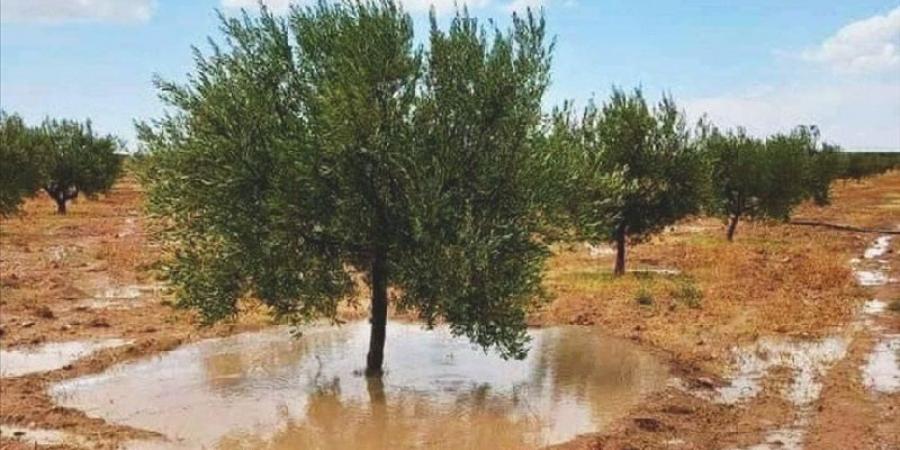 اعلاها بنفطة.. كميات الامطار المسجلة منذ صباح اليوم - تدوينة الإخباري