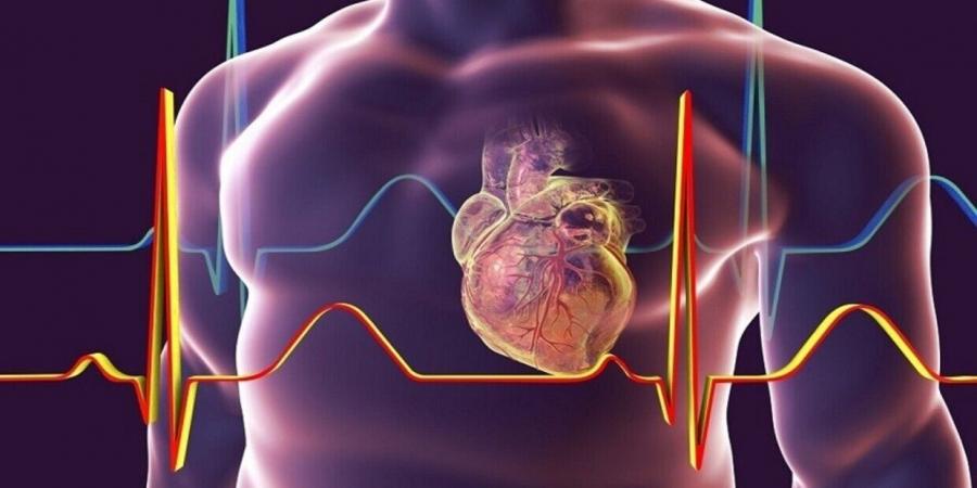 من هم الأكثر عرضة للنوبات القلبية؟ - تدوينة الإخباري