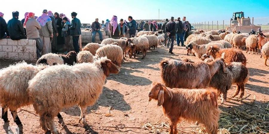 مربو مواشي يستهجنون سماح وزارة الزراعة باستيراد (120) ألف رأس من الأغنام السورية ويحذّرون من الاوبئة #عاجل - تدوينة الإخباري