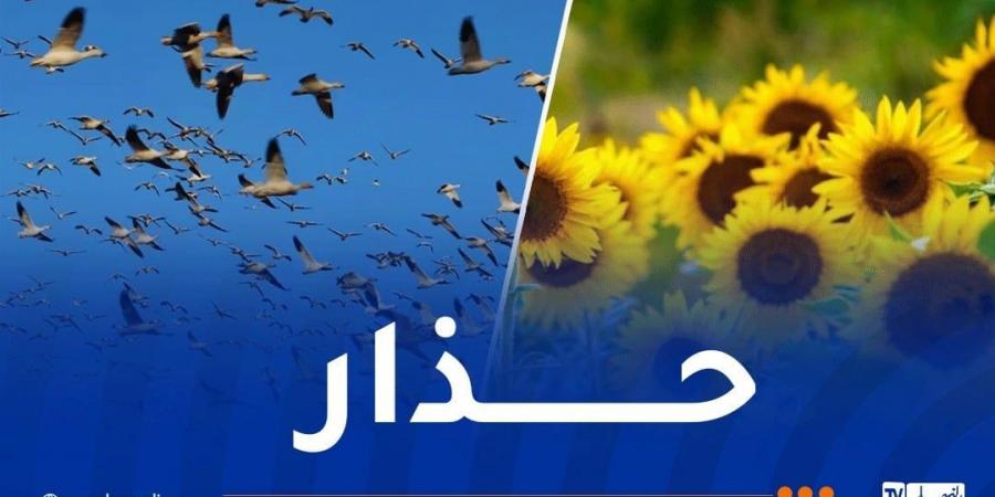 تحذيرات من وجود طيور ضارة على محصول عباد الشمس في أربع ولايات - تدوينة الإخباري