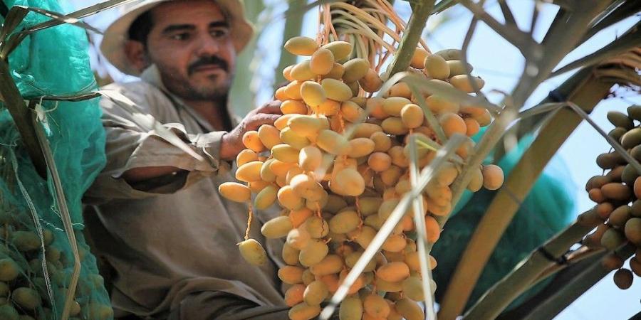 إعفاء العمالة الوافدة في القطاع الزراعي من الاشتراك بتأمين الشيخوخة والعجز الكلي - تدوينة الإخباري