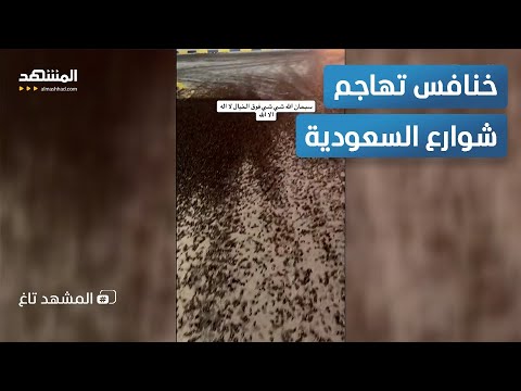 فيلم رعب في السعودية.. آلاف الخنافس تهاجم الشوارع - المشهد تاغ
