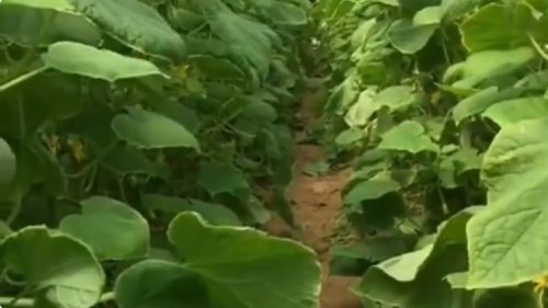 الإرشاد الزراعي يكشف طرق وقاية النباتات داخل البيوت المحمية