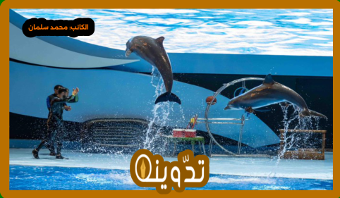 تذاكر عروض الدلافين